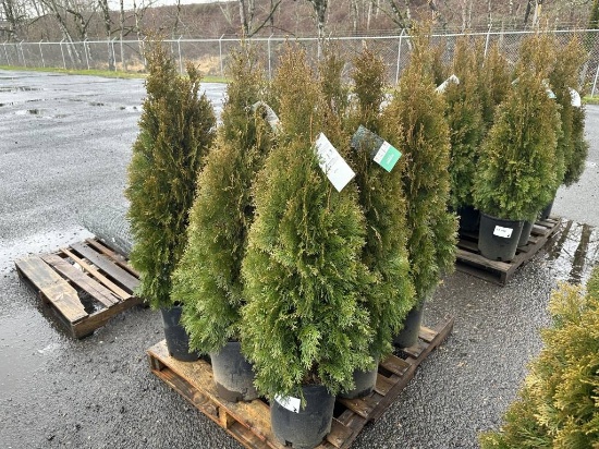 Arborvitae Trees, Qty. 9
