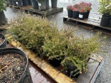 White Heather Plants, Qty. 12