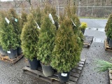 Arborvitae Trees, Qty. 9