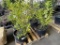 Schipkaennsis Cherry Laurel Bushes, Qty4