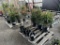 Red Upright Japanese Maples, Qty. 4