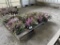 Pink & White Heather Plants, Qty. 14