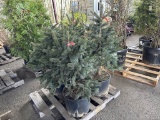Baby Blue Spruce Trees, Qty. 4