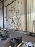 Flowering Trees, Qty. 2