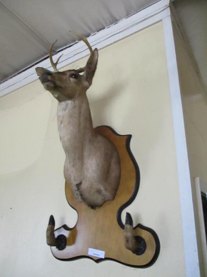 Mounted Deer Head.