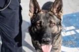 Reno Police Department K9 Unit