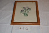 Nellie Meadows Signed & Numbered Framed Print