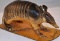 Armadillo Taxidermy