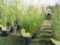 6 Hamelon Grass Plants