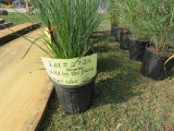 6 Hamelon Grass Plants