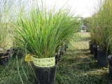 6 Feather Reed Grass Plants