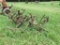 2x Mounted Cultivators