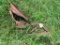 Spring Seat