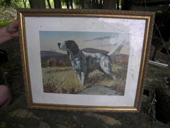 Bird Dog Picture