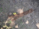11ft Log Chain