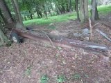 Scrap Pile in Woods