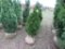 5 Holtsrum Arbs