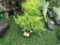 5 Creeping Cypress