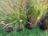 6 Grass Pots