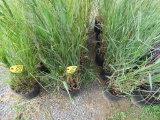 6 Grass Pots