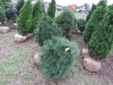 5 White Pine
