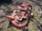72in Belly Mower