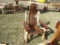 Wood Rocker