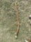 Walking Stick