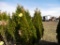 5 Shrub