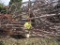 5 Red Maple Trees