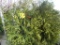 5 Niagra Shrub