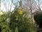 5 Niagra Shrub