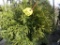 5 Niagra Shrub
