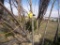 4 Maple Tree