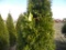 5 Emerald Green Shrub