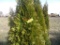 5 Emerald Green Shrub