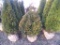5 Elegantissima Shrub