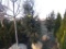 2 Holly Bush