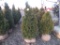 5 Holmstrom Shrub