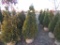 5 Holmstrom Shrub