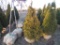 5 Elegantissima Shrub