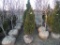 5 Shrub