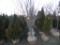 5 Burgundy Maple Tree