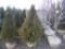 5 Elegantissima Shrub