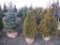 5 Holmstrom Shrub