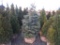 2 Pine Tree