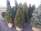 5 Holmstrom Shrub