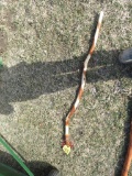 Walking Stick