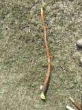 Walking Stick
