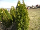 5 Emerald Green Shrub